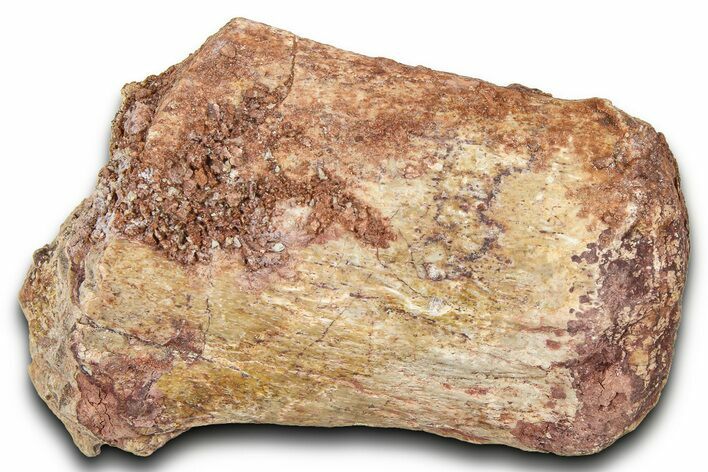 Fossil Dinosaur (Tenontosaurus) Vertebra Bone Section - Montana #378210
